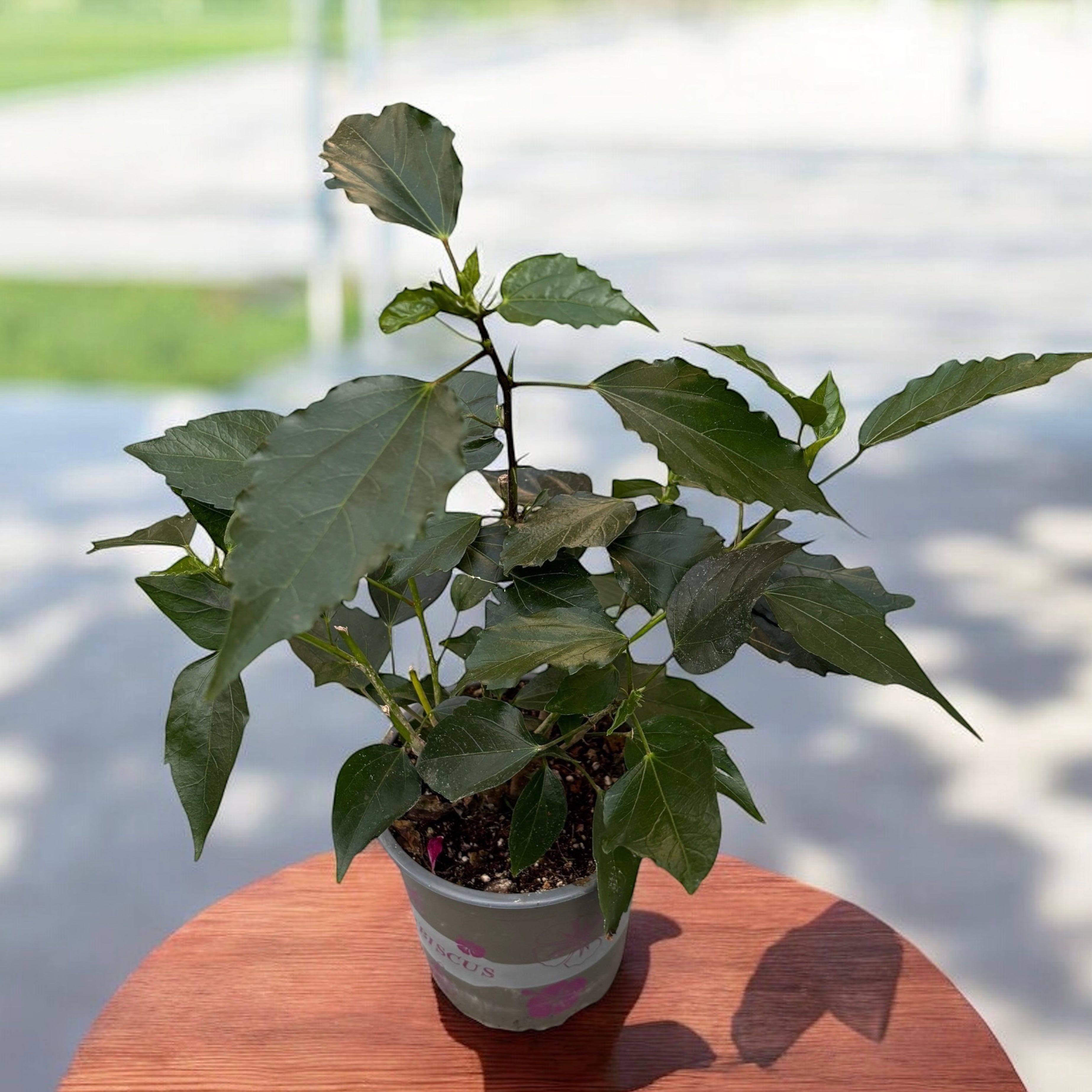 Hibiscus mix - Trandafir japonez cu floarea dubla