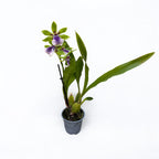 Zygopetalum 'Impasto Green' - parfumat