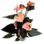 Anthurium „Rainbow Champion“ – tropische Pflanze mit irisierenden Blüten in Rosa- und Grüntönen