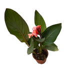 Canna Casa - Indoor/Outdoor