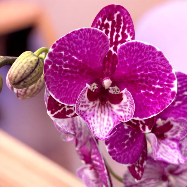 Phalaenopsis 'Limited #28' große Lippe