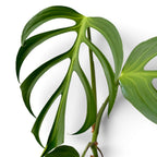 Monstera „Burle Marx Flame” – XL példányok