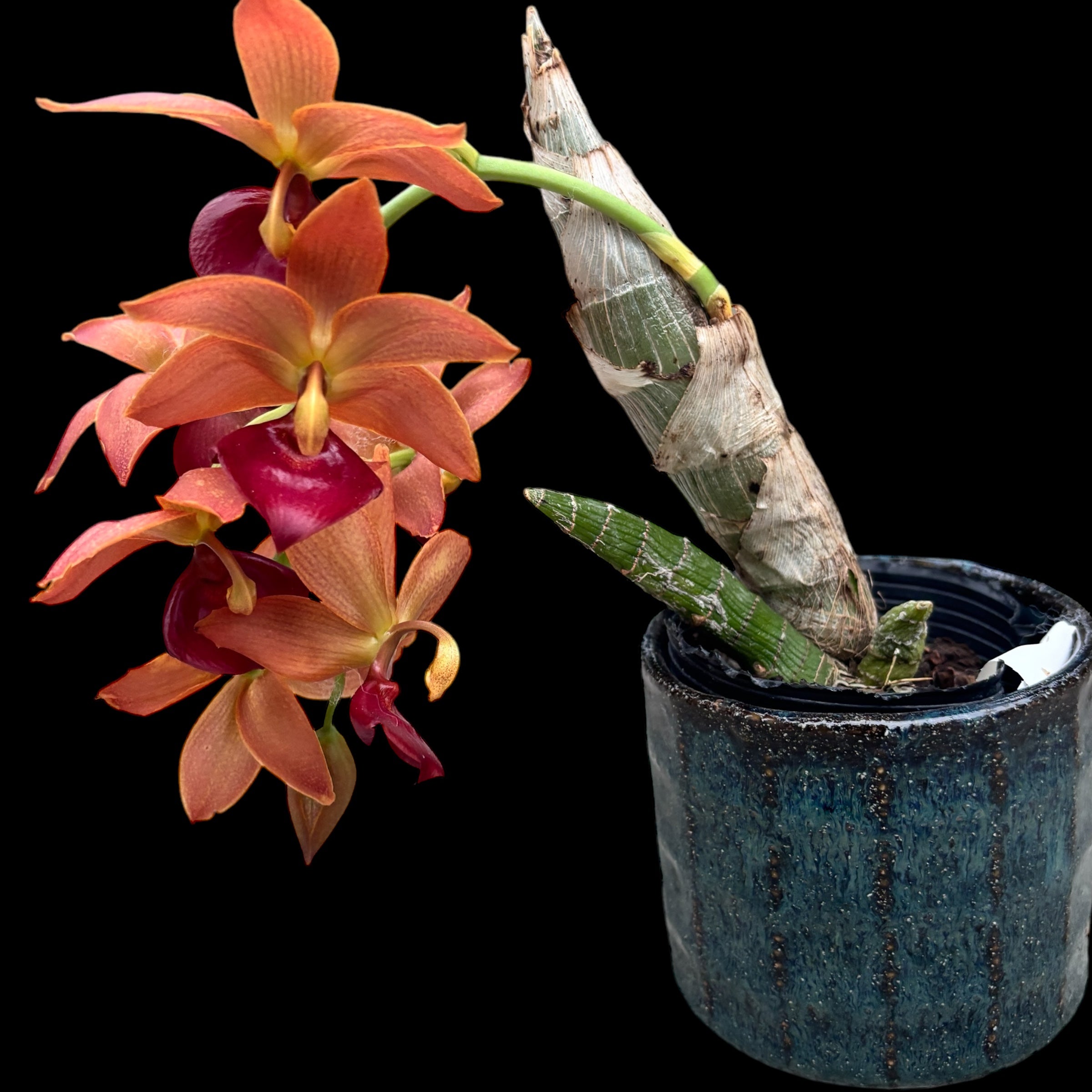 Cycnodes Taiwan Gold 'Orange' - profumata