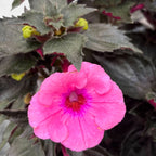 Achimenes ‘Summer Festival’ - flori mari roz-magenta, inflorire abundenta
