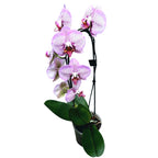 Phalaenopsis Azijski Diamant