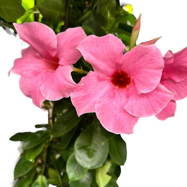 Mandevilla Fuchsia Pink - Dipladenia (duftende Blumen)