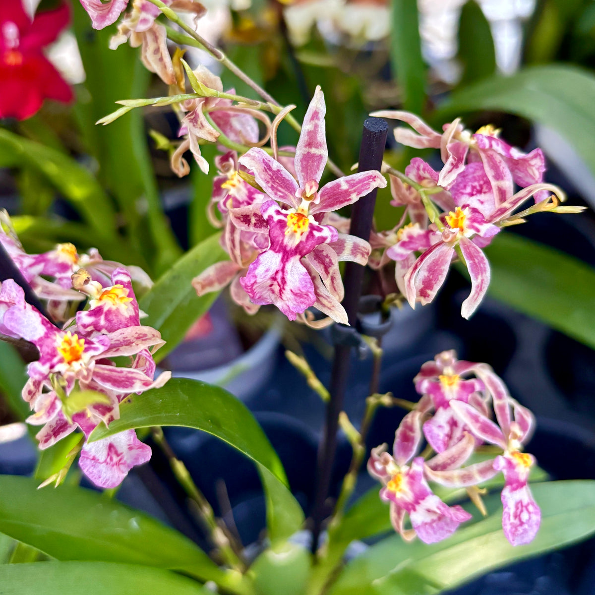 Oncidium (Cyrtocidium) Holm’s Wizard var. pink01 - flori intens parfumate