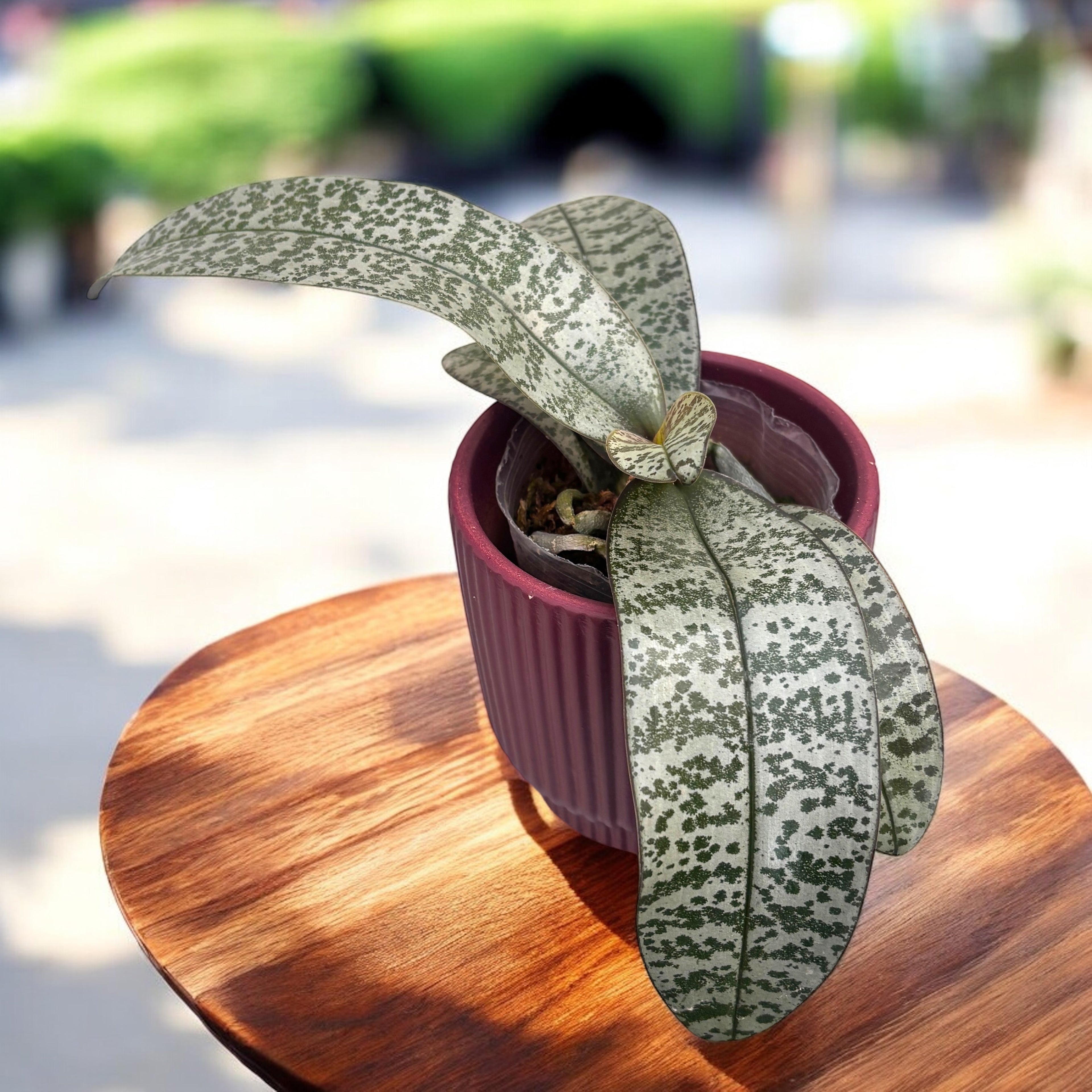 Phalaenopsis schilleriana (silver leaves)- flori parfumate