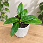 Hoya soligamiana D9