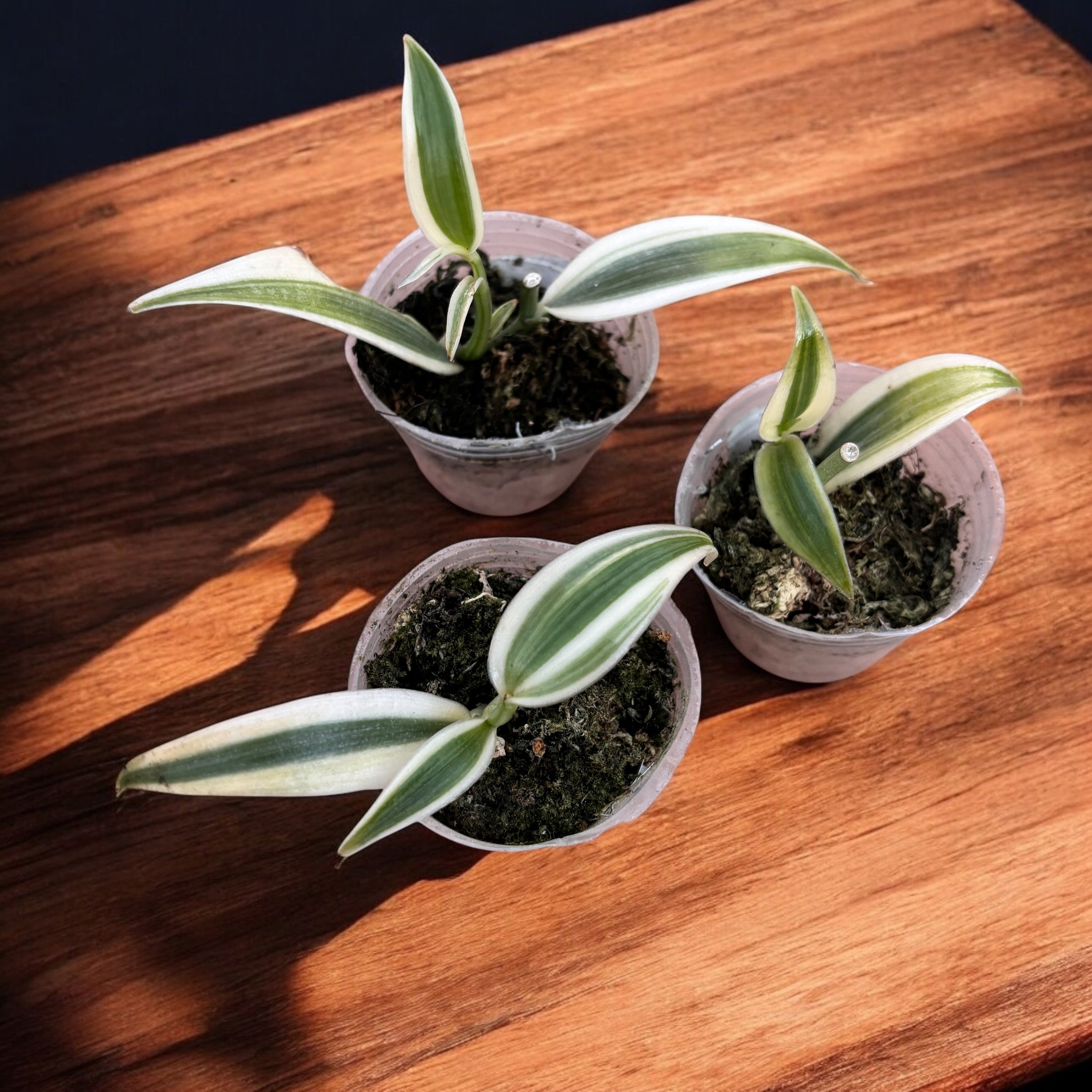 Vanilla planifolia 'Albo-Variegata' - Orhideea de vanilie