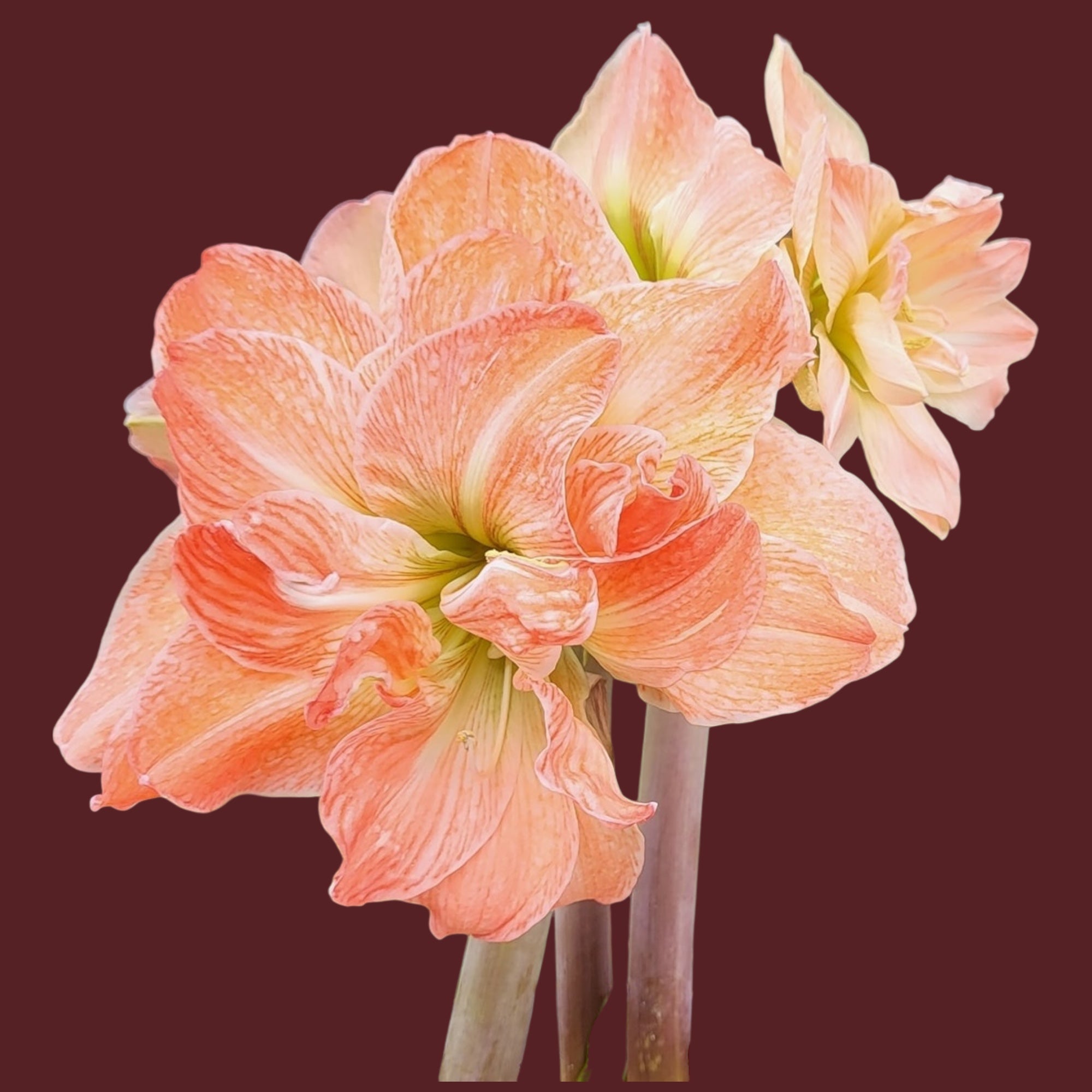 Hippeastrum ‘Exotic Nymph’ – flori duble opulente, cu accente exotice