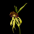 Encyclia (Prostechea) Green Hornet
