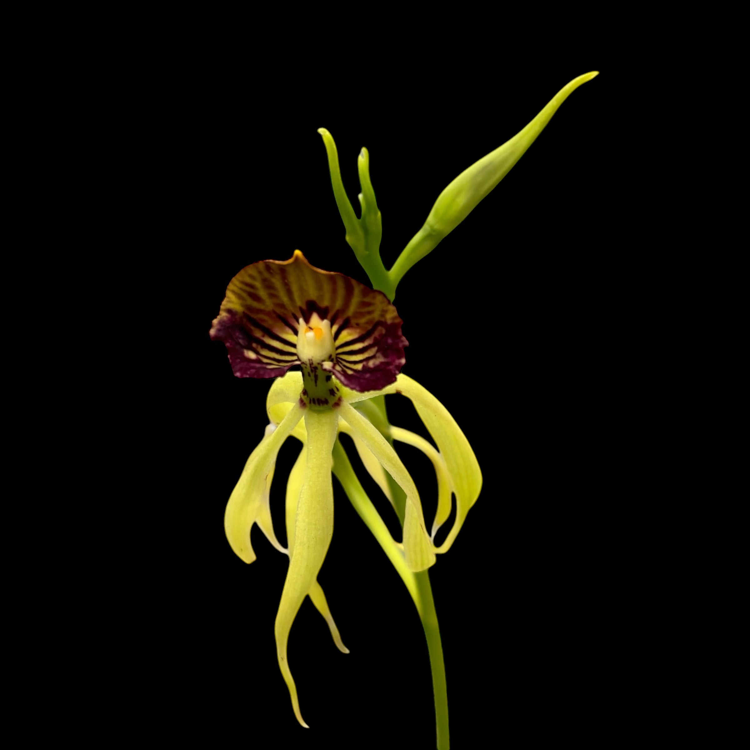 Encyclia (Prostechea) Green Hornet