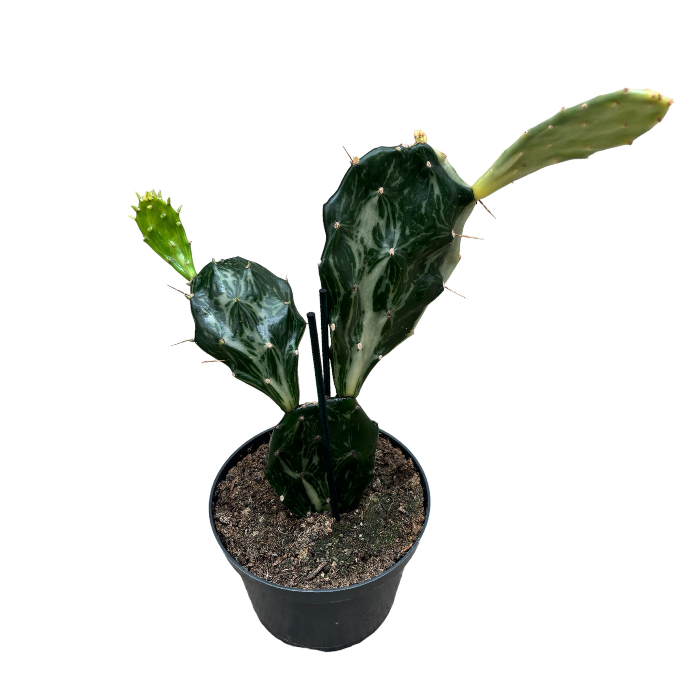 Opuntia Jamaica Ghost - frunze variegate (2 plante/ghiveci