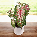 Caladium Peppermint - frunzis exotic alb cu nervuri roz intense