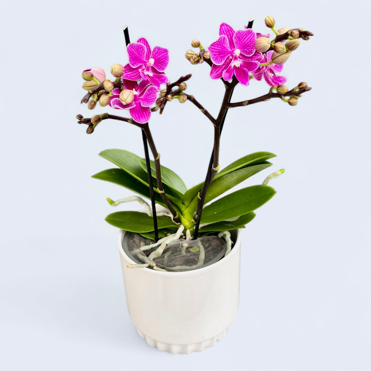 Phalaenopsis Lianher Scallops