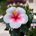 Hibiscus rosa-sinensis ‘Geisha’ - Japanese roses with large white-pink flowers