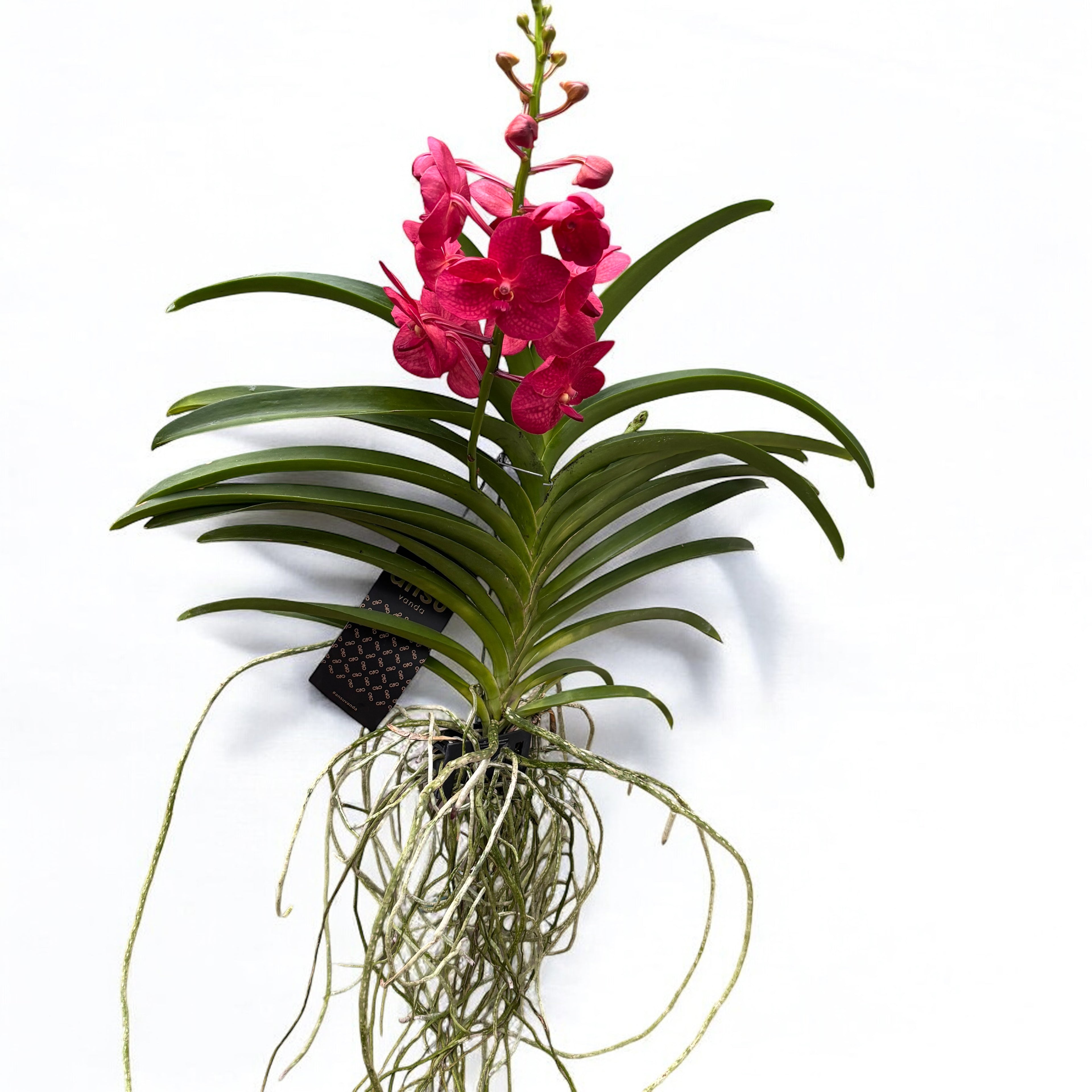 Vanda Magic Red (Ansu)