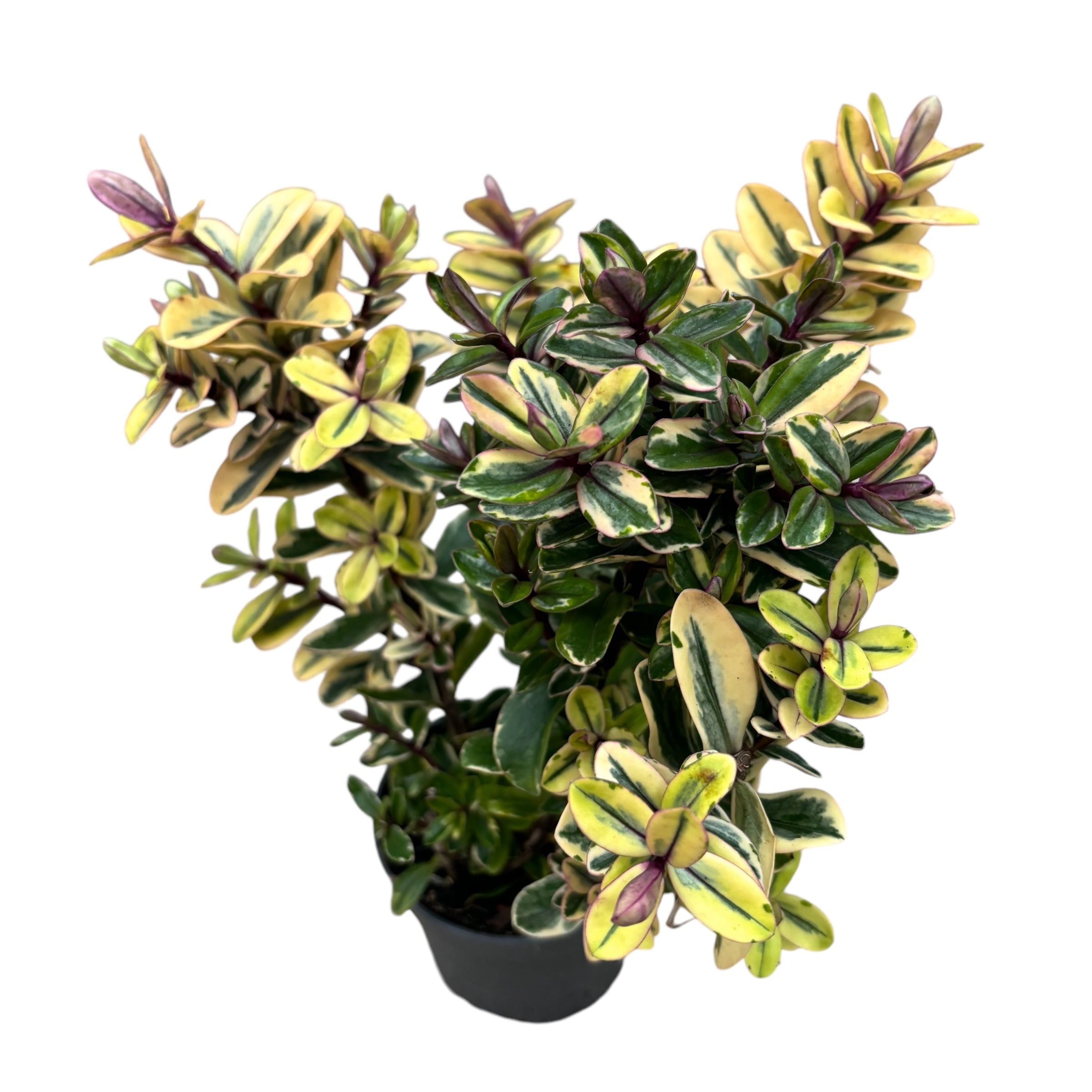 Hebe variegata 'Tricolor' - Zlato drevo (Večno zelen)