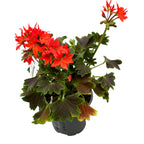 Muscate stelate - Pelargonium Fireworks 'Chocolate'