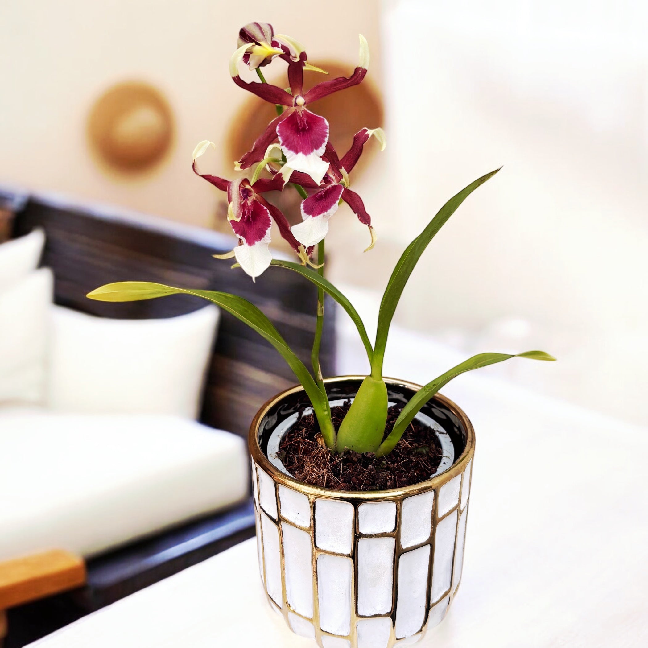 Beallara Eurostar * duftende Blumen