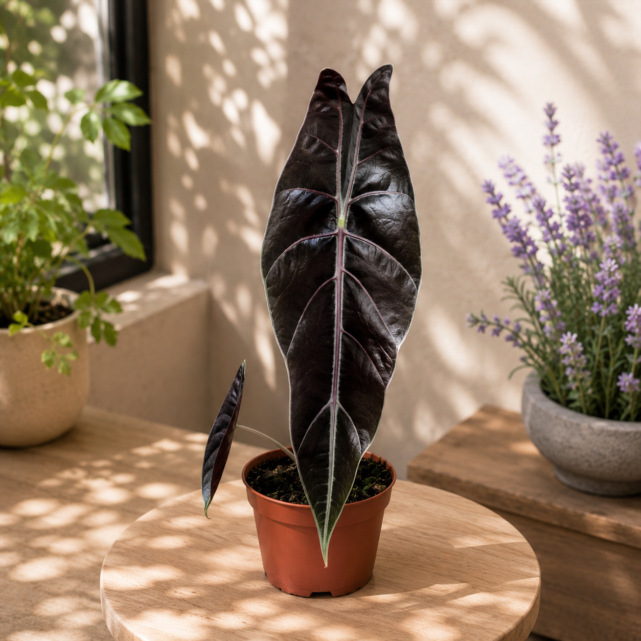Alocasia longiloba 'Purple' - alocasie cu frunze catifelate si revers violet intens