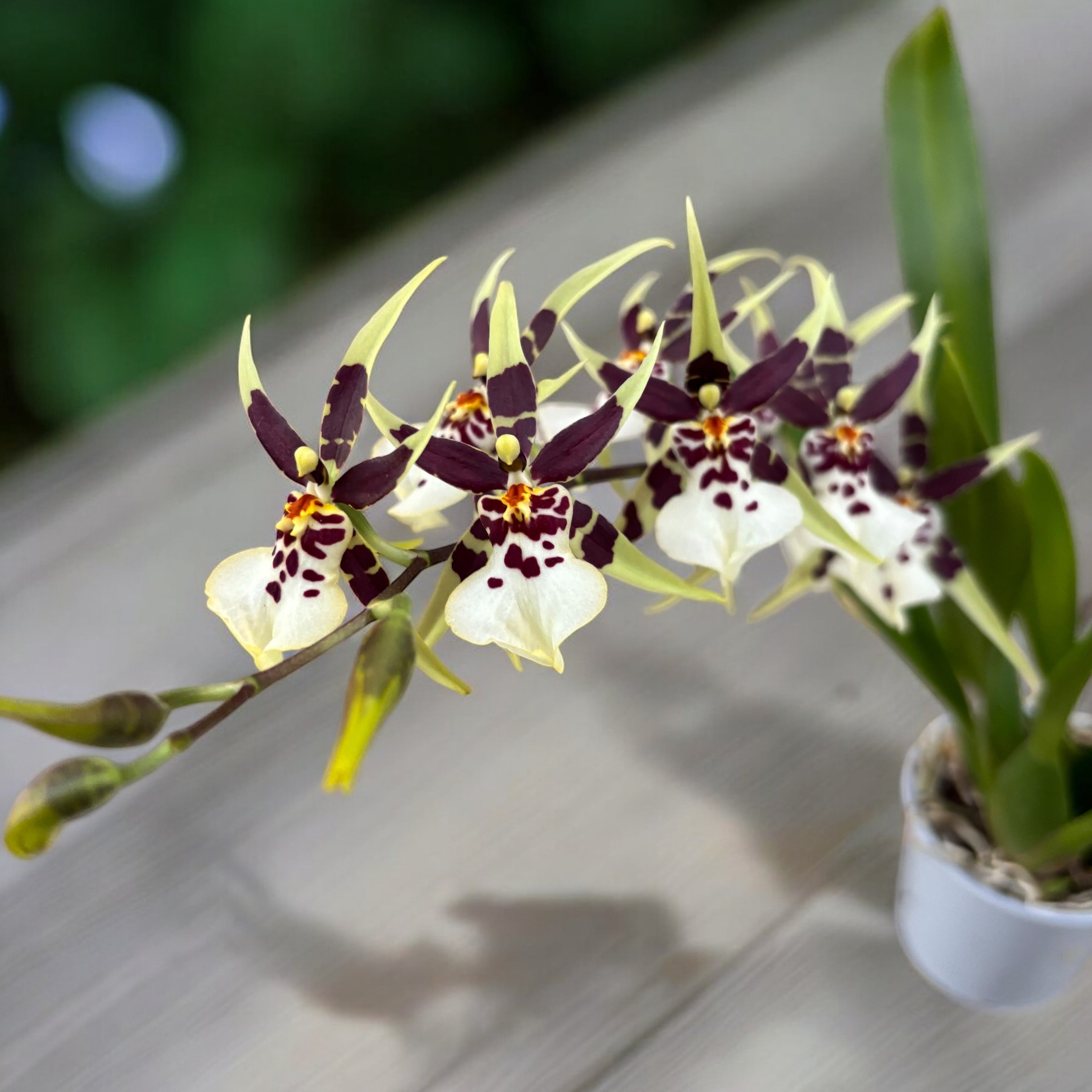 Oncidium (Cyrtocidium) Holm’s Wizard var. #11 - molto profumato!