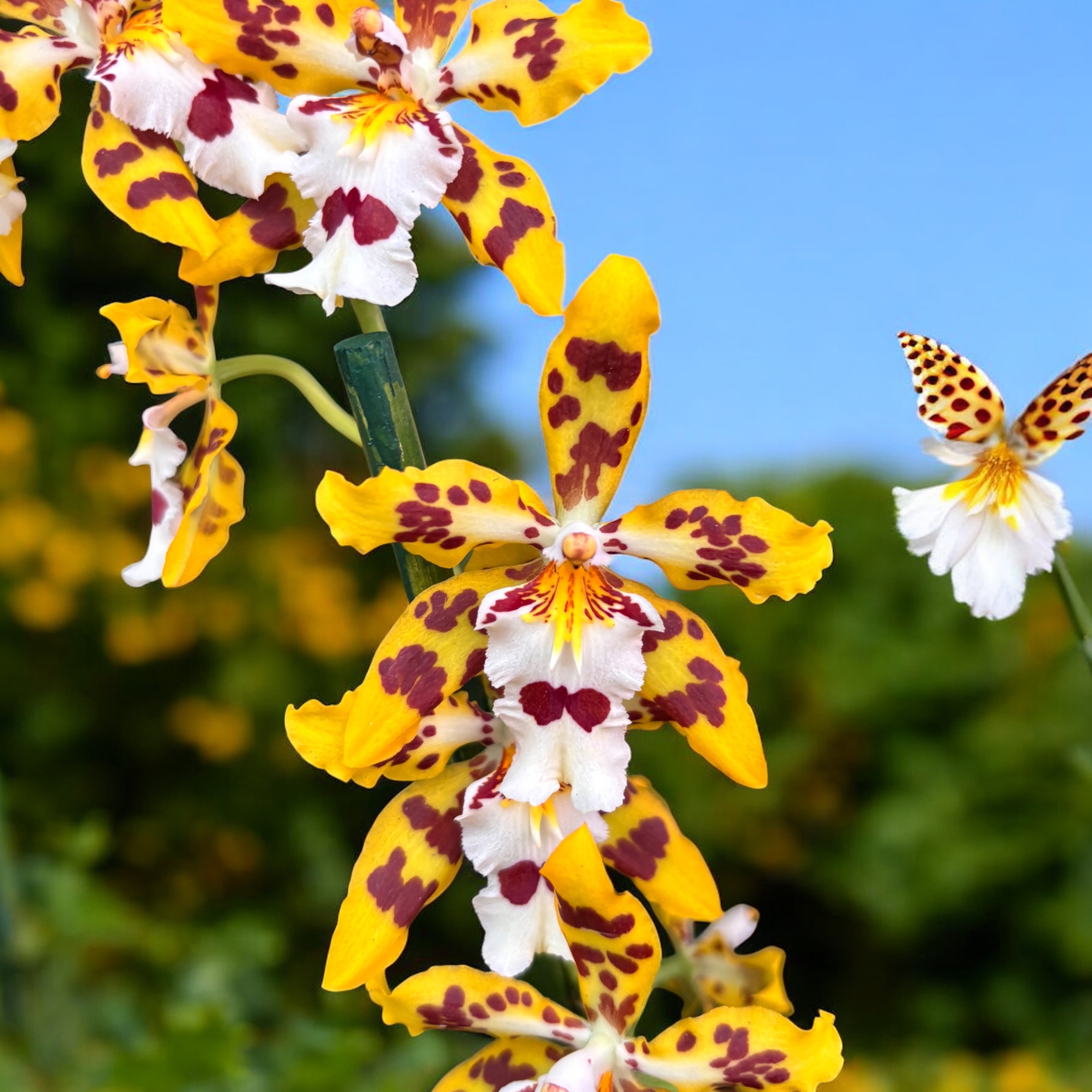Odontocidium Remember Burkhard Holm (flori parfumate)- exemplare dezvoltate