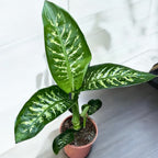 Dieffenbachia seguine 'Tropic Snow' - planta tropicala cu intretinere usoara