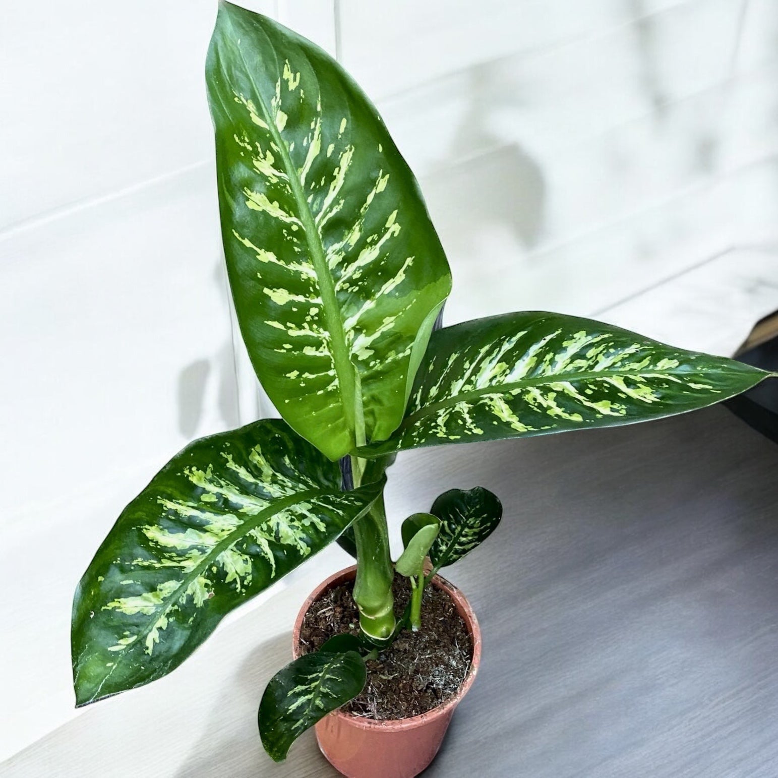 Dieffenbachia seguine 'Tropic Snow' - planta tropicala cu intretinere usoara