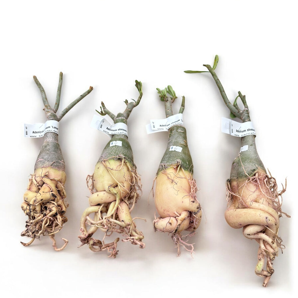 Adenium obesum 'Lotus'