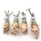 Adenium obesum 'Lotus'