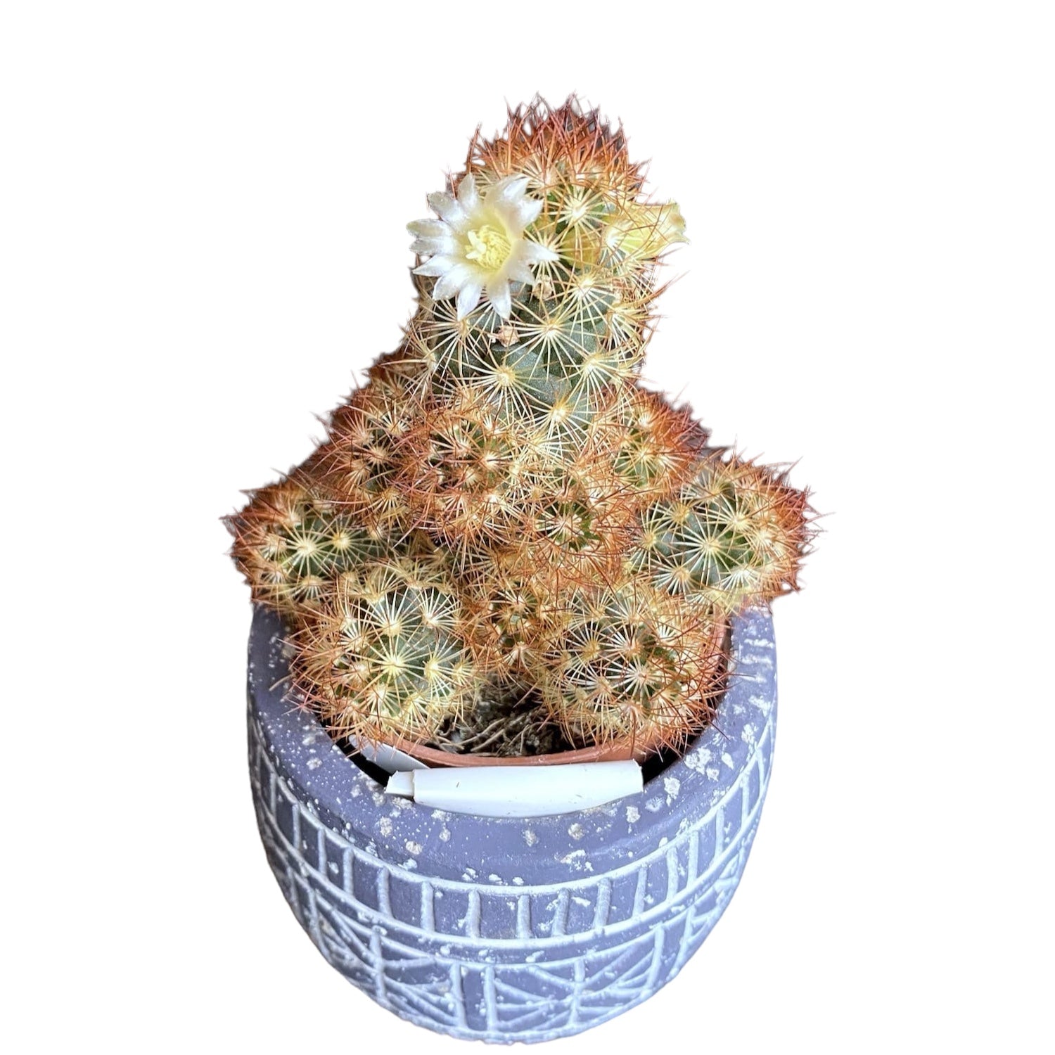 Mammillaria elongata rubra (Ladyfinger Cactus)