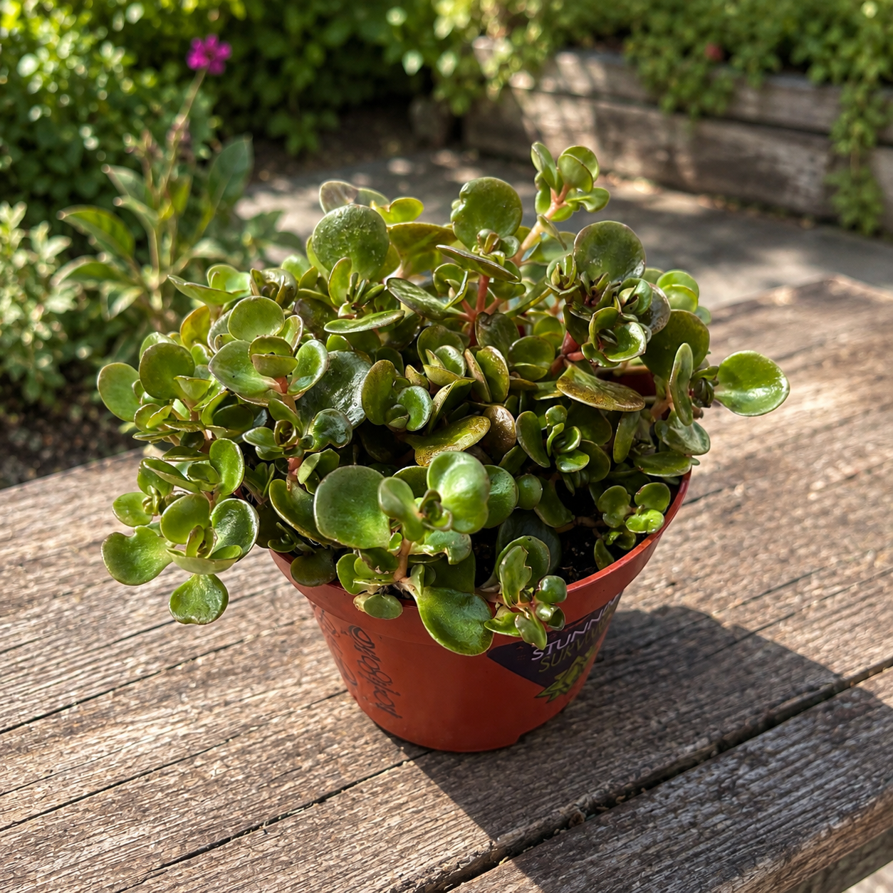 Sedum tetractinum ‘Coral Reef’ - creeping succulent with decorative foliage and changing tones