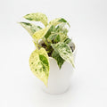 Epipremnum ‘Snow Leopard’