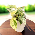 Epipremnum ‘Snow Leopard’