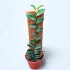 Rhaphidophora latevaginata