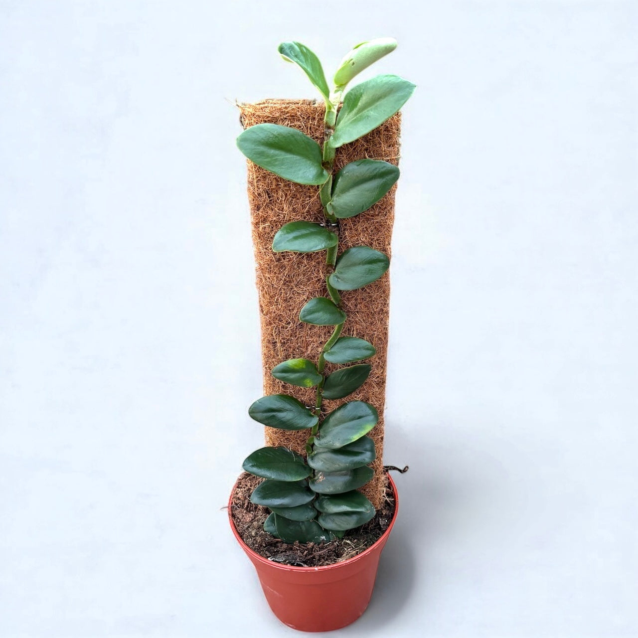 Rhaphidophora latevaginata