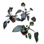 Philodendron erubescens