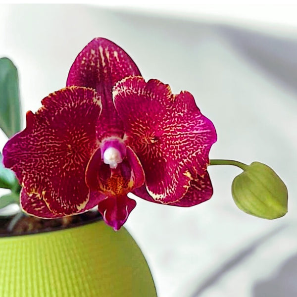 Phalaenopsis I-Hsin Cherry Bomb '228' (peloric - butterfly)