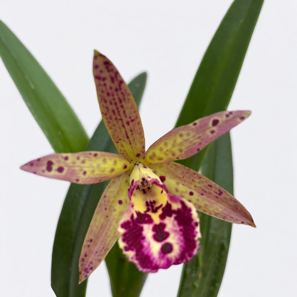 Brassocattleya Rustic Spots 'H&R' parfumée