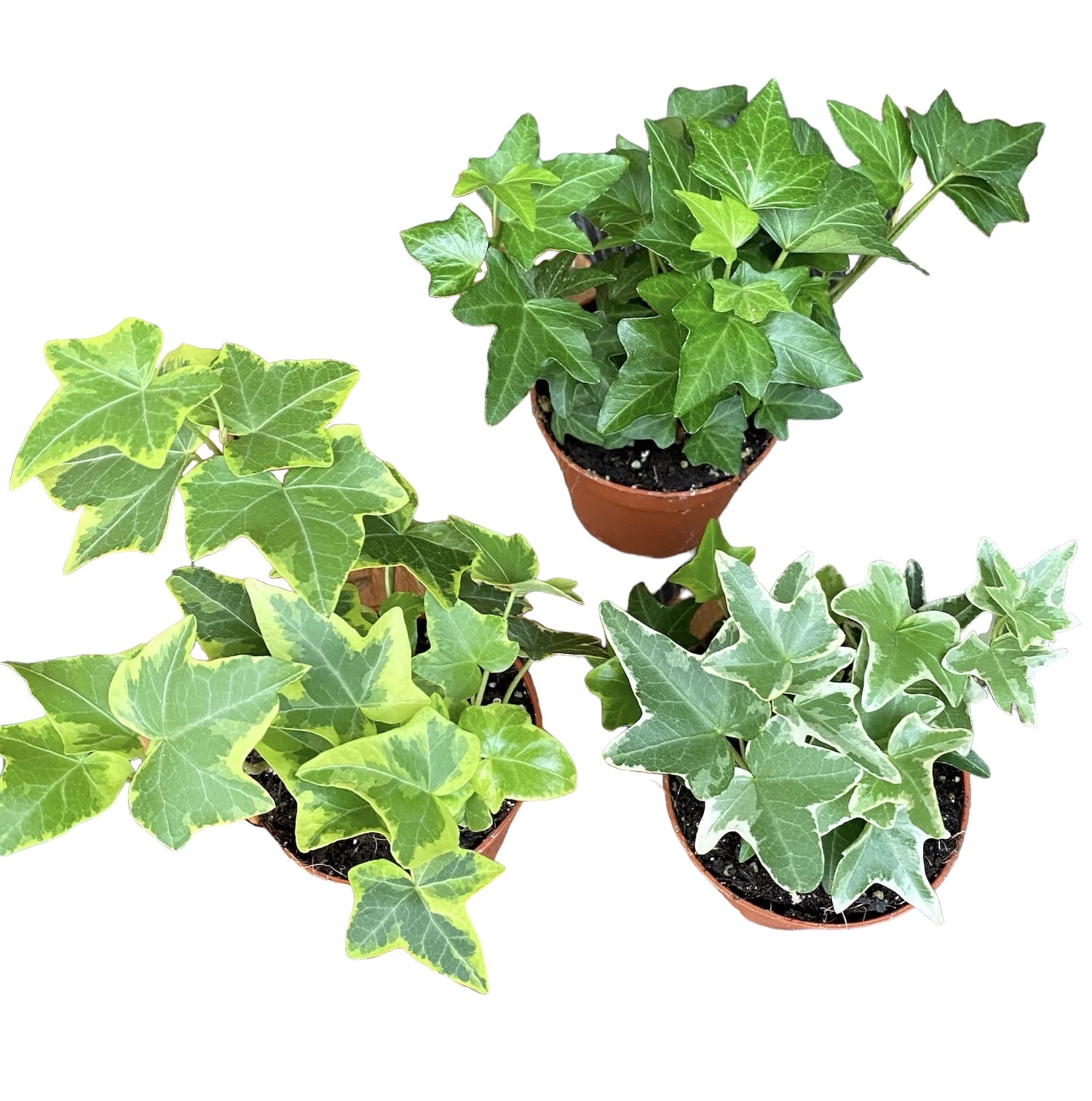 Iedera - Hedera mix D8