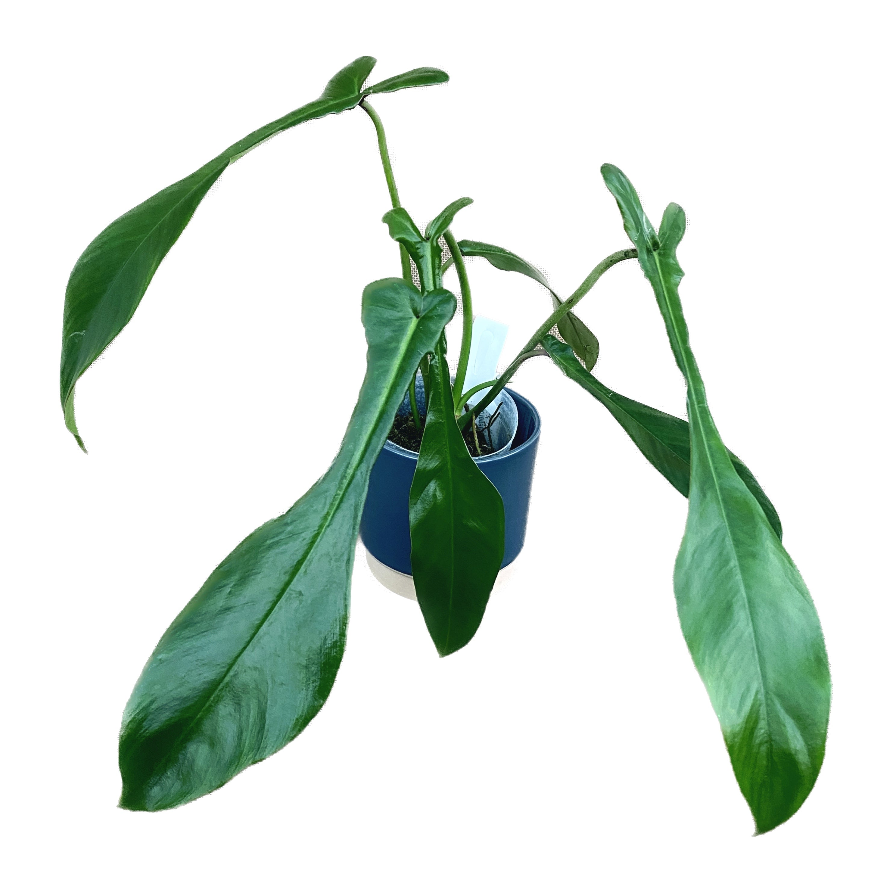 Philodendron joepii