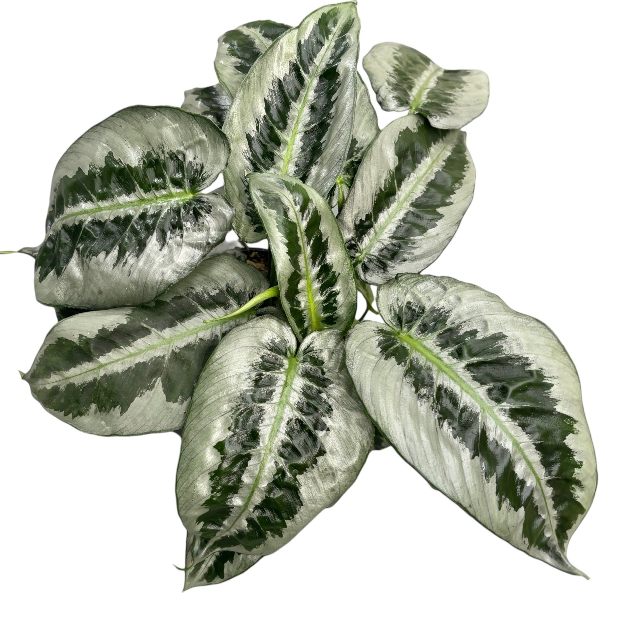 Schismatoglottis Motleyana (frunze cu defecte)