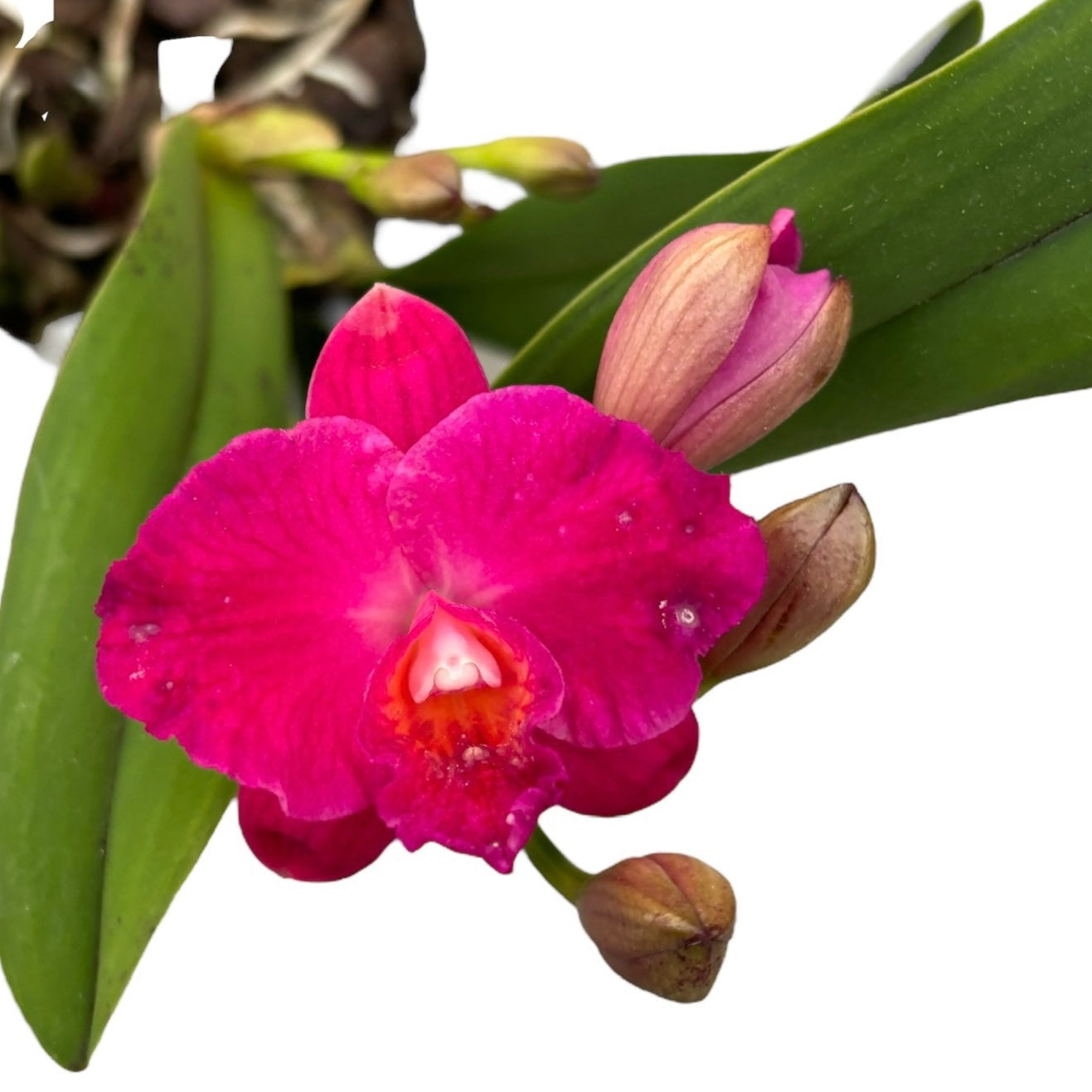 Cattleya #05