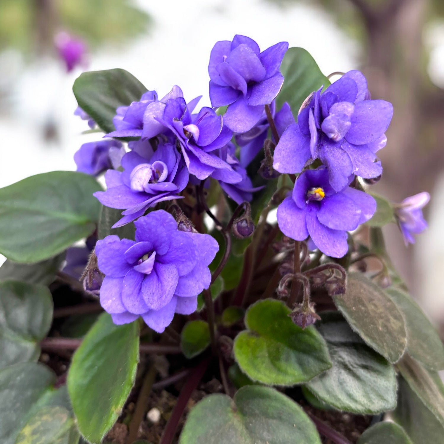 Saintpaulia Mini Blue - špeciálne fialky