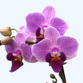 Phalaenopsis Younghome Purple Baby ‘07131’