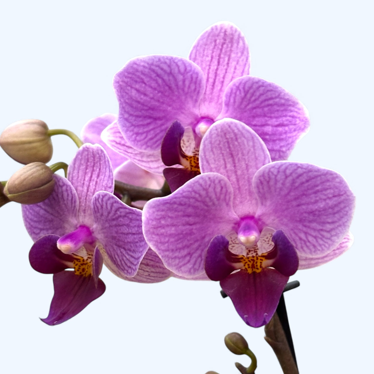 Phalaenopsis Younghome Purple Baby ‘07131’