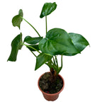 Alocasia Cucullata ‘Flame’ (Low Variegation)