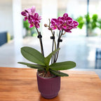 Phalaenopsis Selina